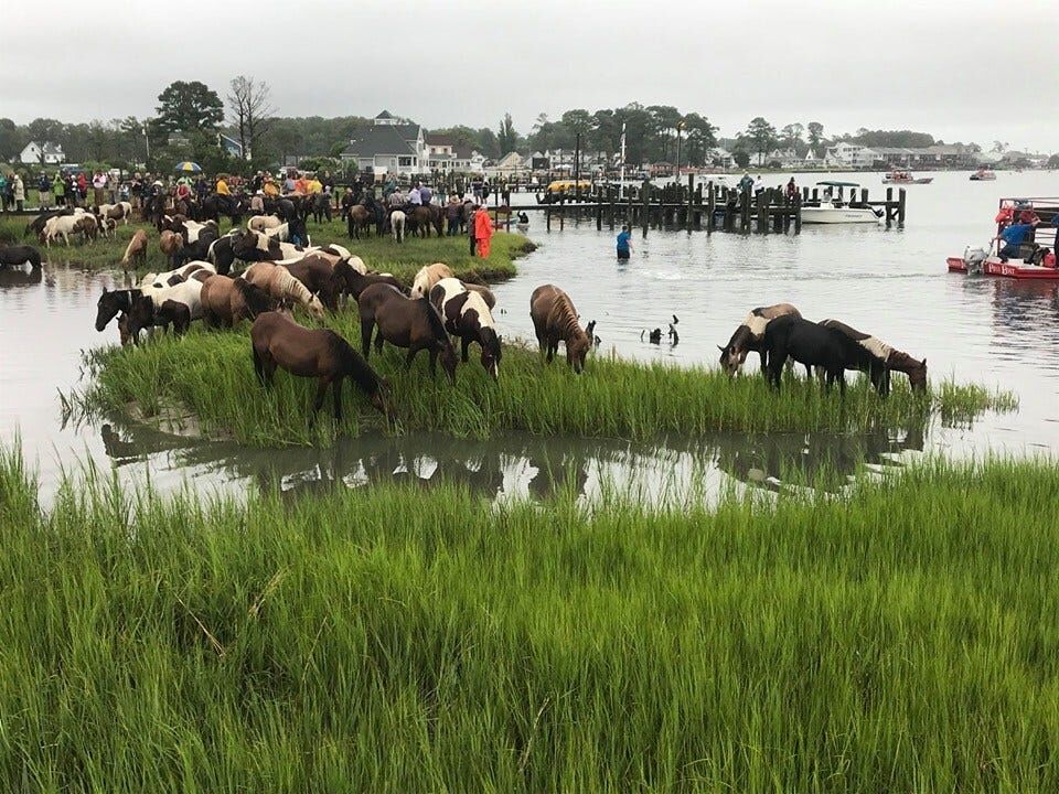 Photos: Chincoteague Pony Swim Through the Years